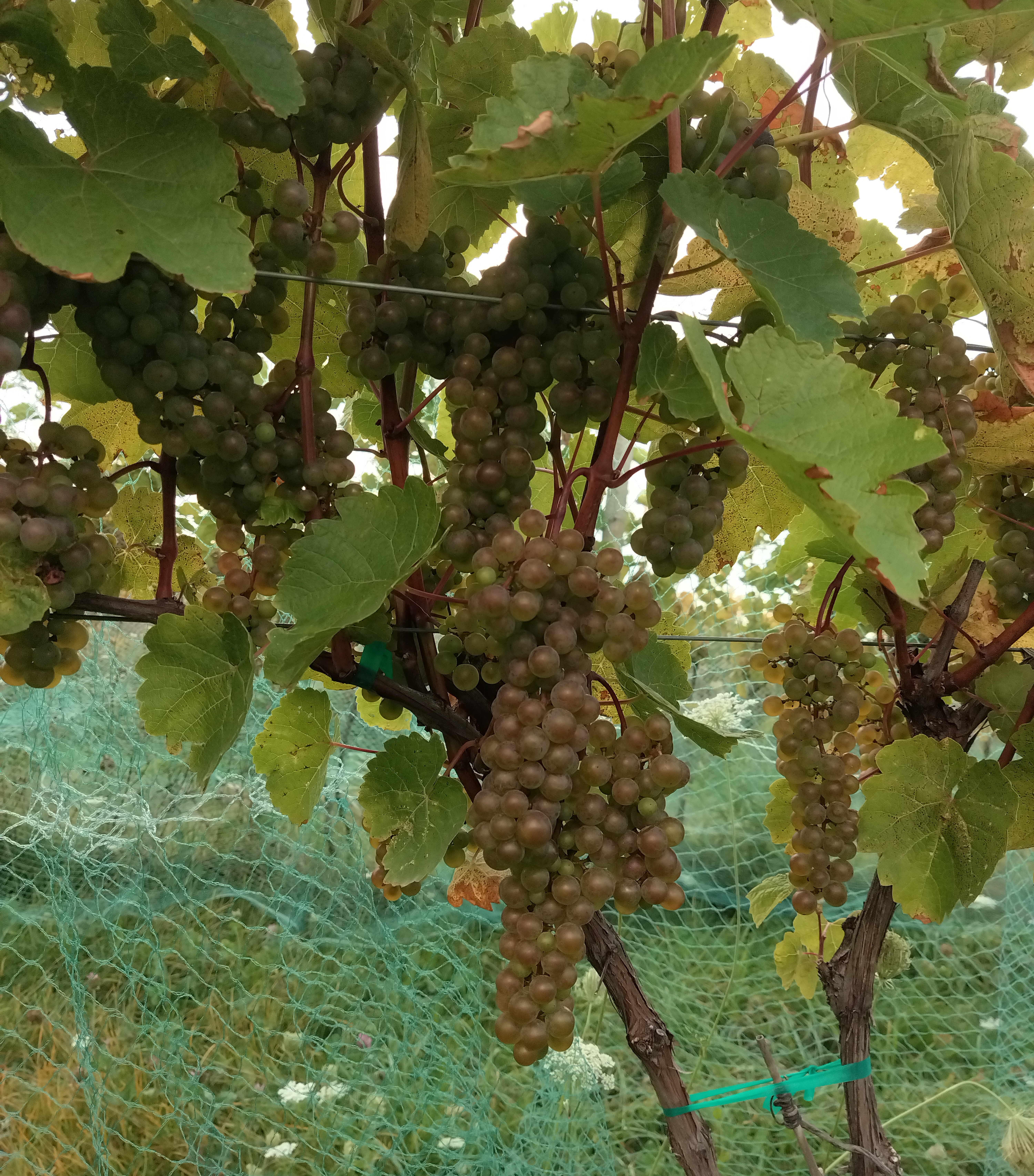 L&rsquo;Acadie Blanc grapes hanging from a vine.